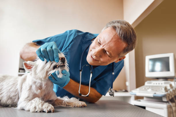 Best Emergency Dental Care for Trauma or Injury in Payne, OH